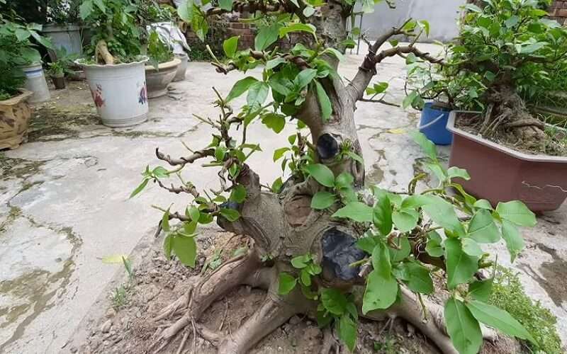 Tưới nước và bón phân đúng cách