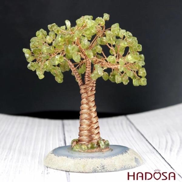 Cây tài lộc có nhiều tác dụng trong phong thủy và sức khỏe