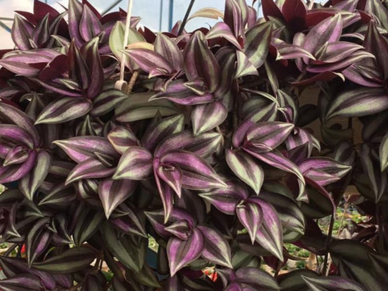 Cây thài lài tím rất được ưa chuộng trong trang trí nội thất