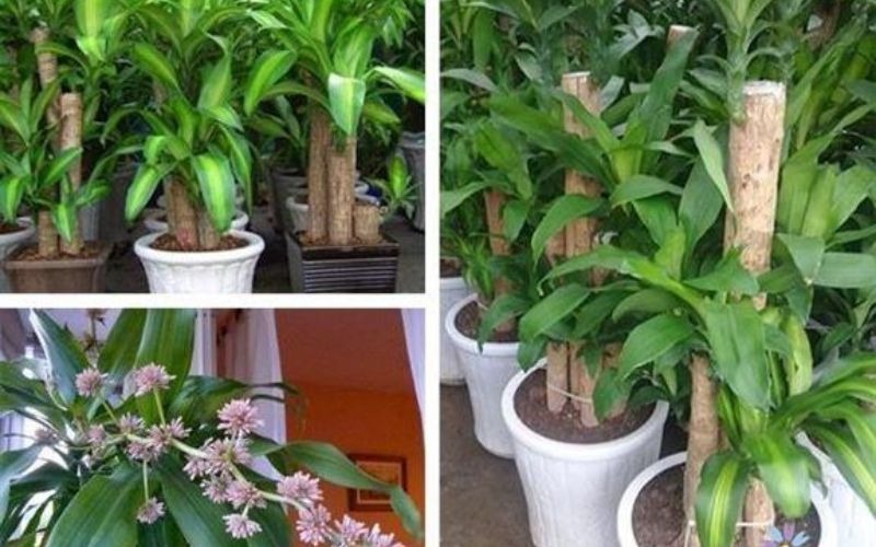 Tìm hiểu chung về loài cây thiết mộc lan