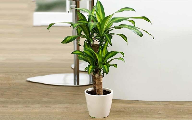 Vị trí đặt thiết mộc lan giúp mang lại vận khí, năng lượng