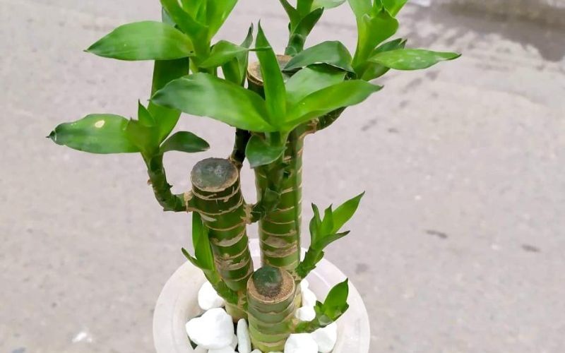 Cách trồng cây tại nhà