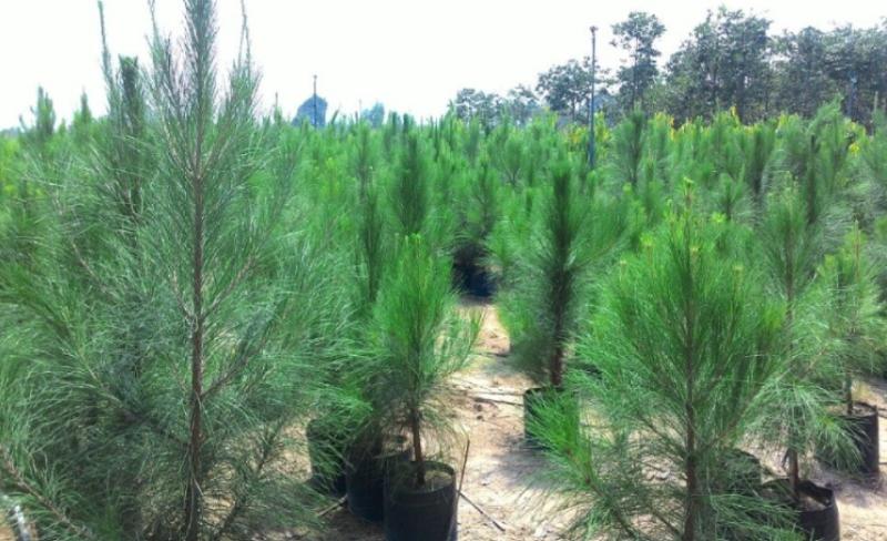 Ý nghĩa phong thủy của thông lá kim