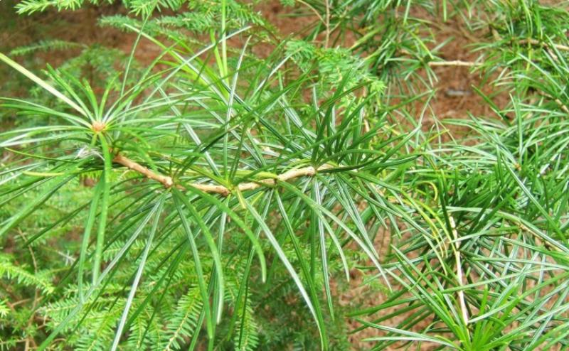 Hướng dẫn trồng và chăm sóc thông lá kim