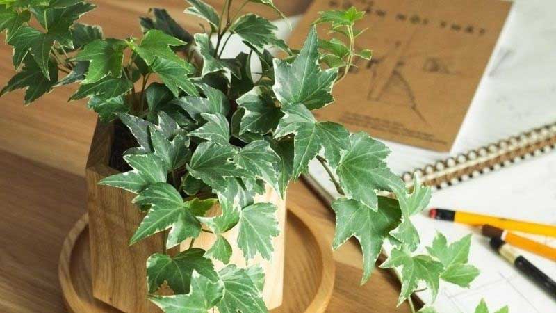 Giải đáp cây thường xuân hợp với người mệnh gì?