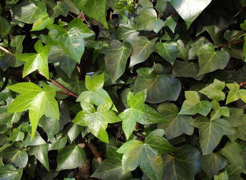 Ý nghĩa phong thuỷ khi sở hữu cây thường xuân