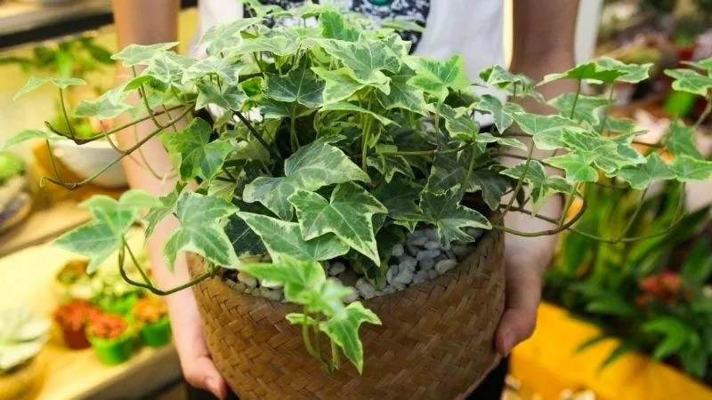 Công dụng tuyệt vời từ loài cây thường xuân phong thủy