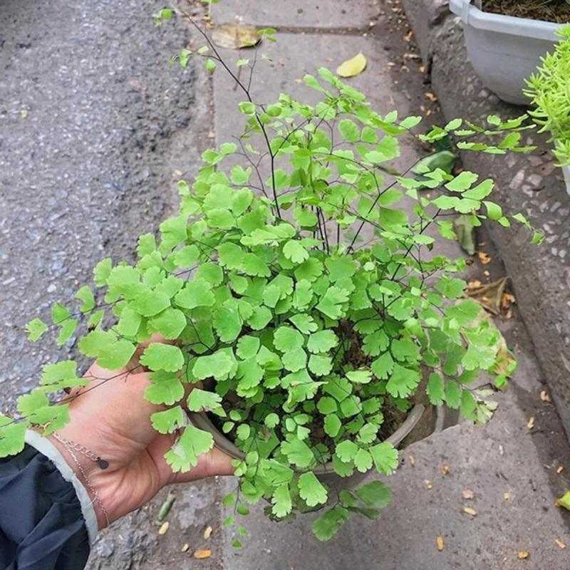 Cây tóc thần vệ nữ là gì?