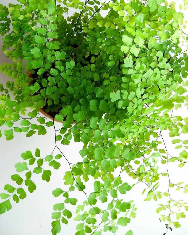 Những ý nghĩa phong thủy của cây tóc thần vệ nữ