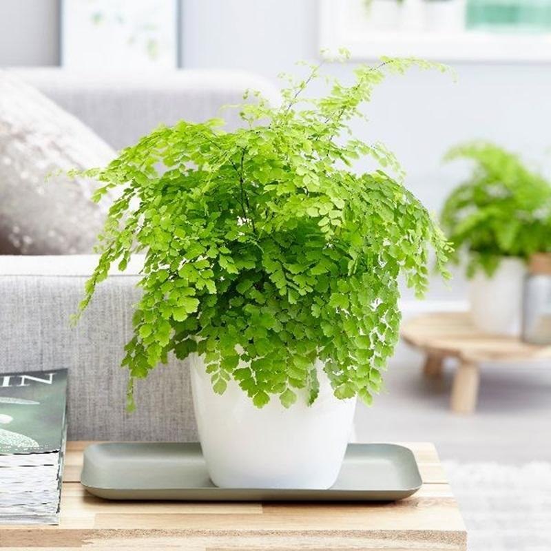 Bật mí 3 lý do bạn nên trồng cây tóc thần vệ nữ