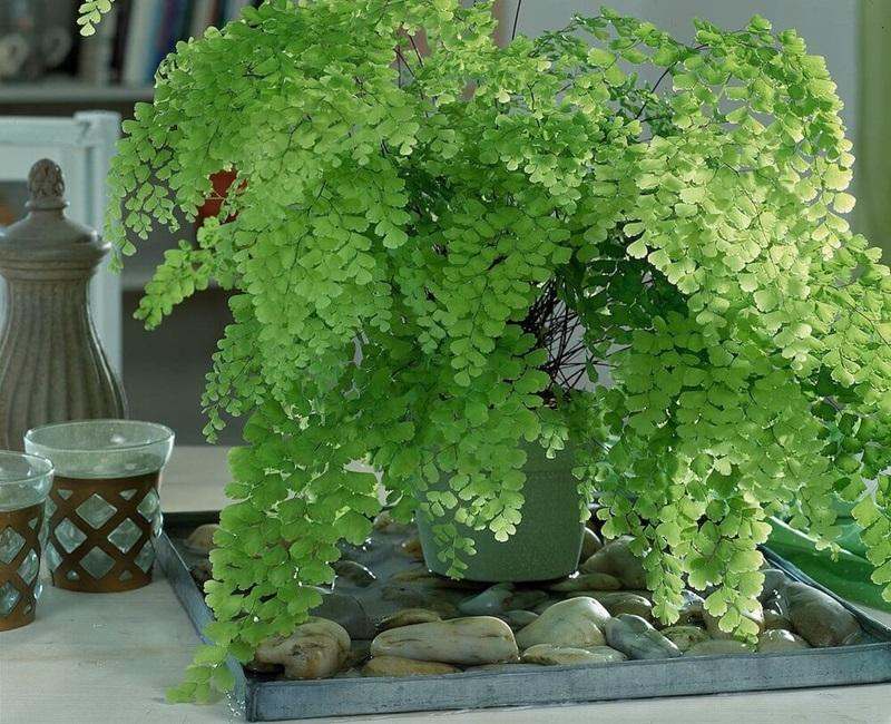 Đảm bảo độ ẩm ổn định