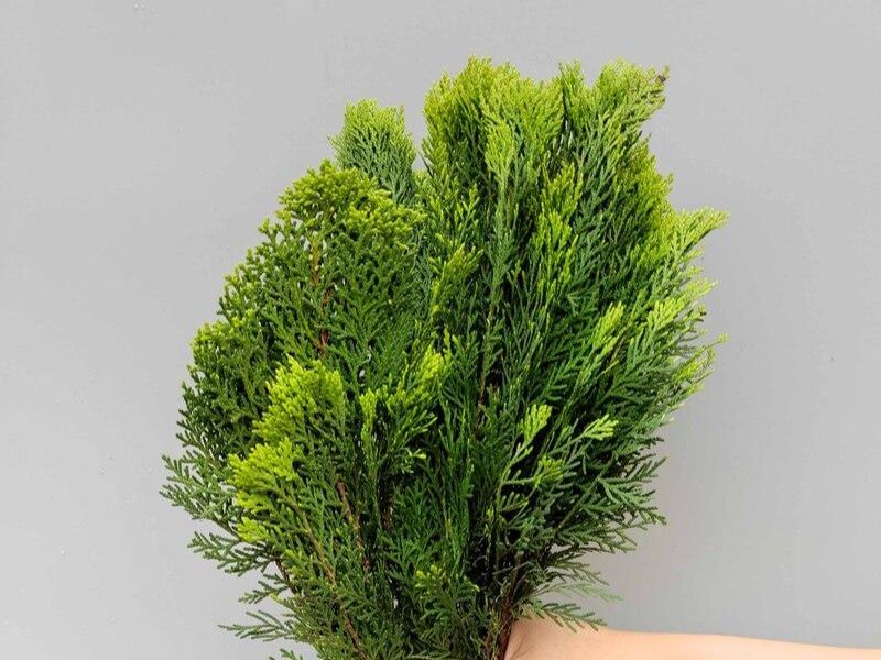 Một số thông tin về loài cây trắc bách diệp