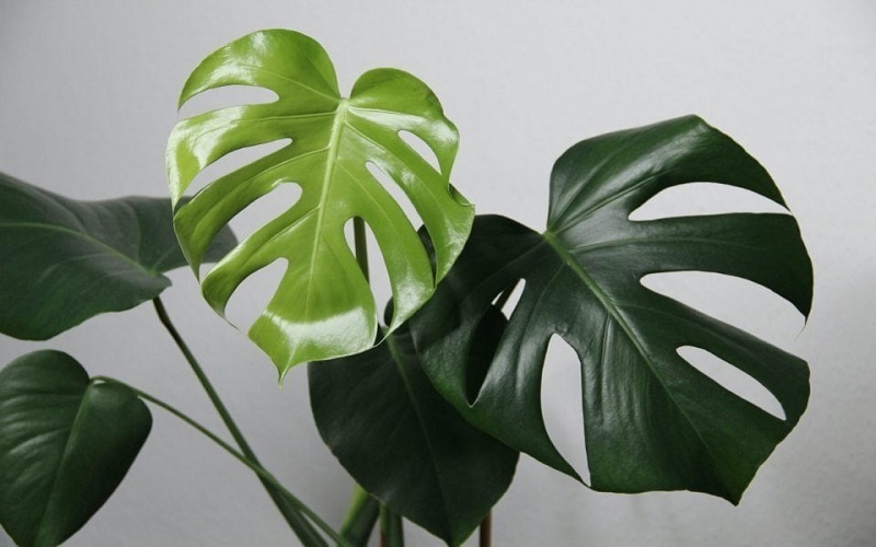 Một số thông tin về cây trầu bà lá xẻ