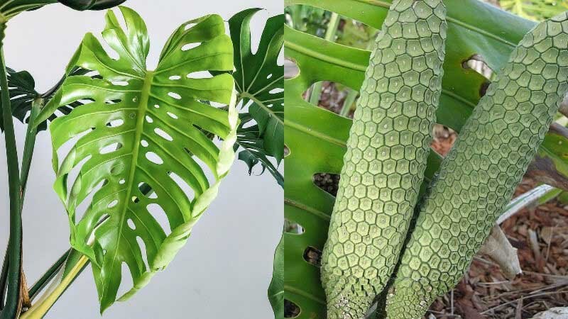 Một số thông tin về cây trầu bà lá xẻ