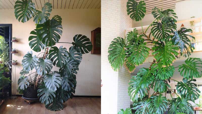 Ý nghĩa phong thuỷ của cây trầu bà lá xẻ