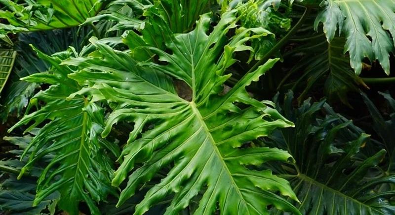 Tìm hiểu chung về cây trầu bà thanh xuân
