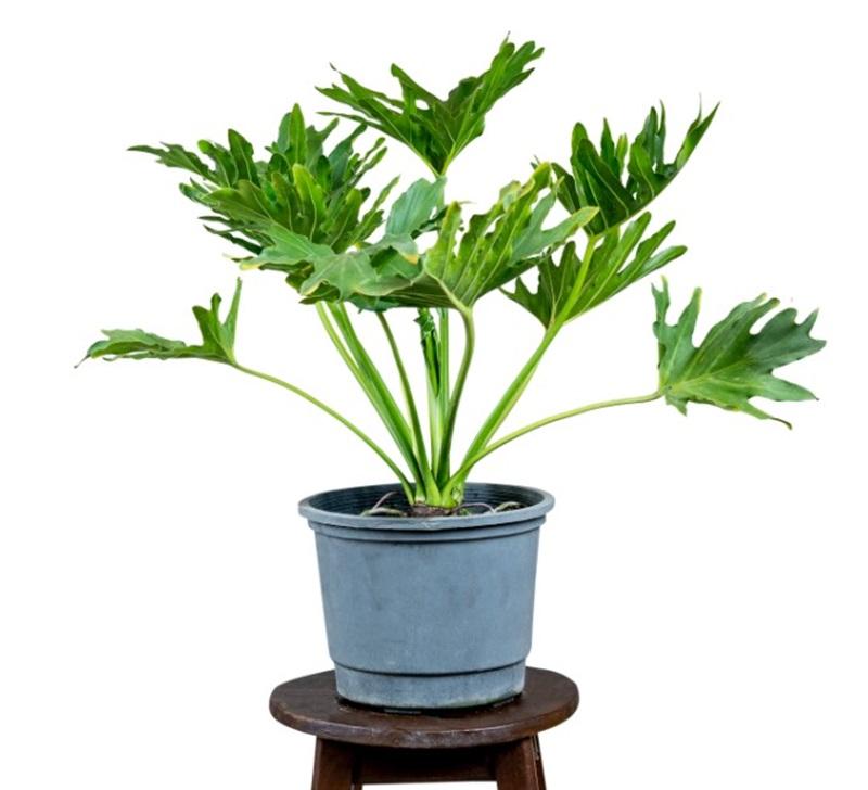 Những lợi ích khi trồng cây trầu bà thanh xuân