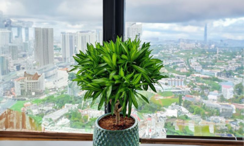 Cây trúc bách nhật là lựa chọn tuyệt vời để trang trí văn phòng