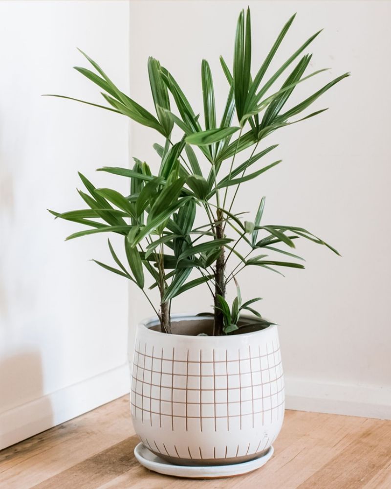 Trúc mây là cây cảnh rất phổ biến tại các văn phòng, nhà ở.