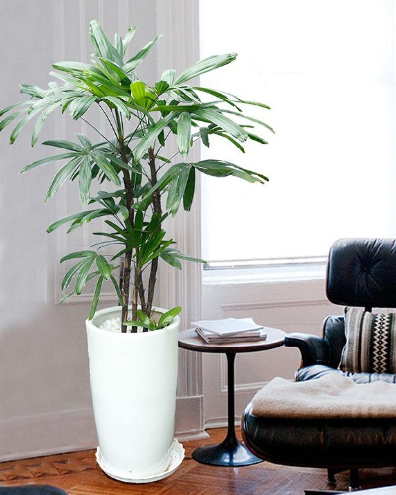 Trúc mây có cành lá tươi tốt và màu xanh bắt mắt.