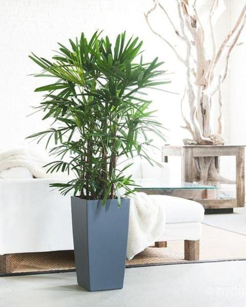 Ít ai biết rằng cây mật cật có khả năng điều hòa độ ẩm trong nhà.