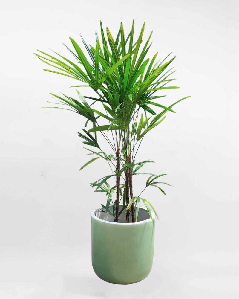 Trúc mây tạo động lực giúp con người luôn cố gắng mỗi ngày.