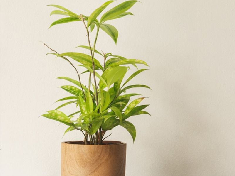 Cách chăm sóc Trúc Nhật