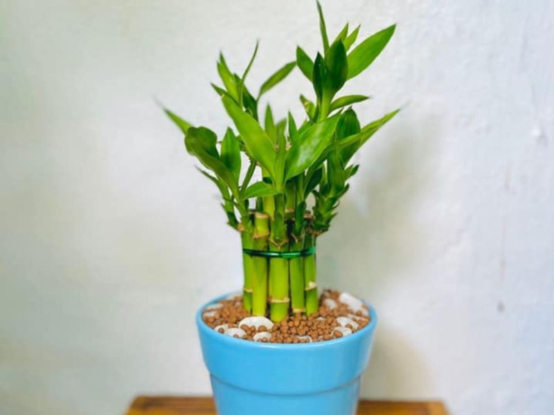 Tổng quan về cây trúc phát tài phong thủy