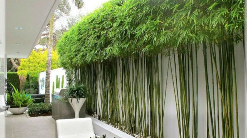 Tìm hiểu đặc điểm của cây Trúc Quân Tử