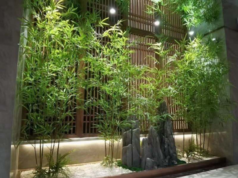 Khám phá công dụng của loài Trúc Quân Tử