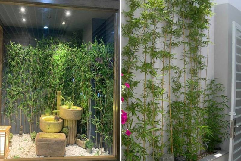 Cách trồng và chăm sóc cây Trúc Quân Tử tại nhà