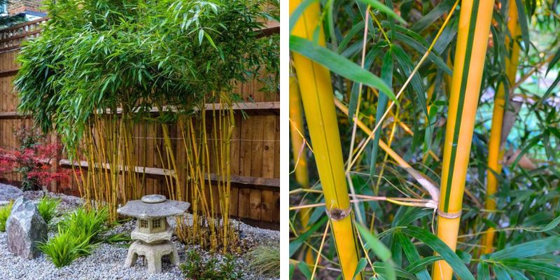 Cây trúc vàng từ Đông Nam Á đã trở nên phổ biến toàn cầu.