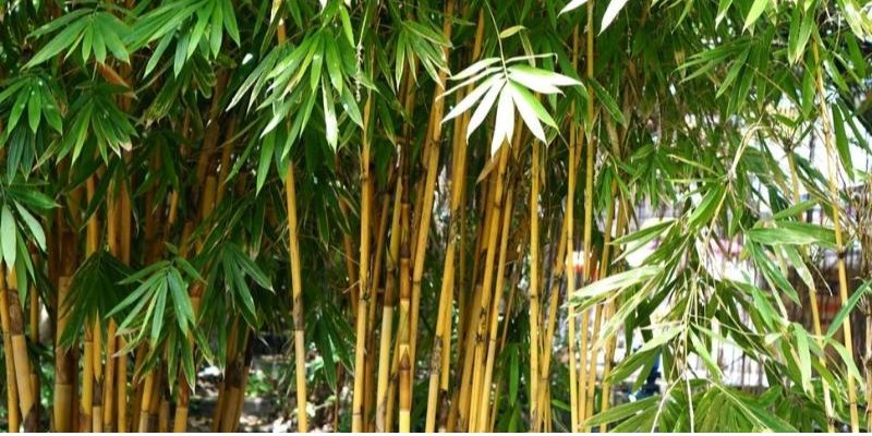 Cây trúc vàng biểu trưng cho trường thọ và sức khỏe.