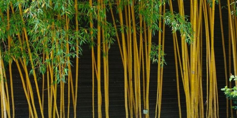 Trúc vàng thường được xem là biểu tượng của may mắn và thịnh vượng.