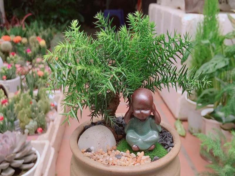 Giới thiệu thông tin sơ lược về cây tùng xương cá