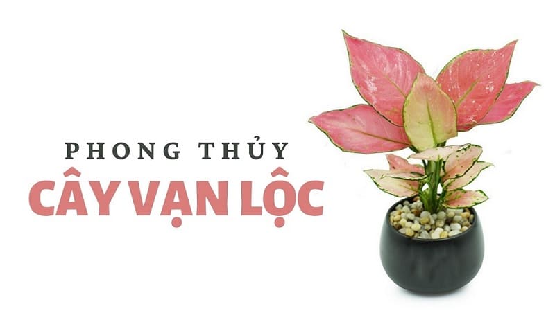 Đặt cây ở trung tâm phòng khách hoặc góc cát của căn phòng