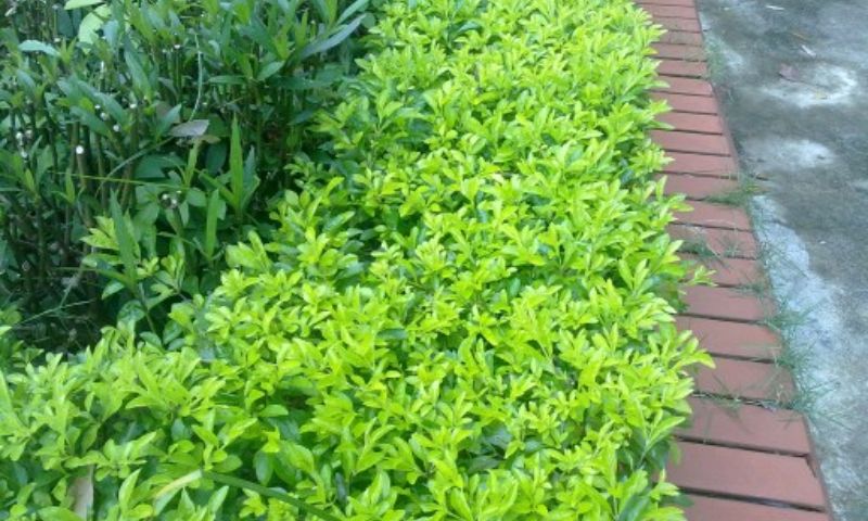 Chăm sóc cây hoa nguyệt quế để cây phát triển tốt