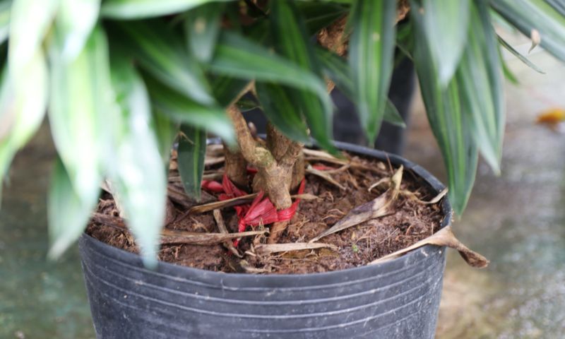 Chăm sóc cây trúc bách nhật tại gia