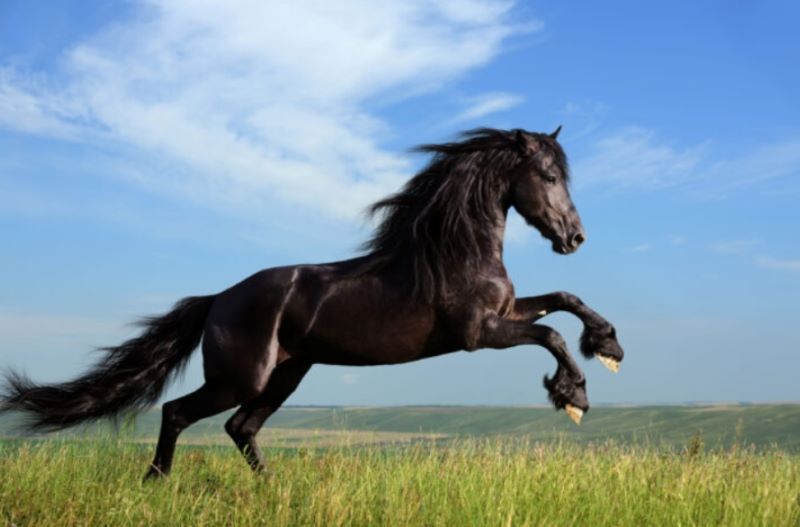 Lời khuyên phong thuỷ cho Nhâm Ngọ 2002