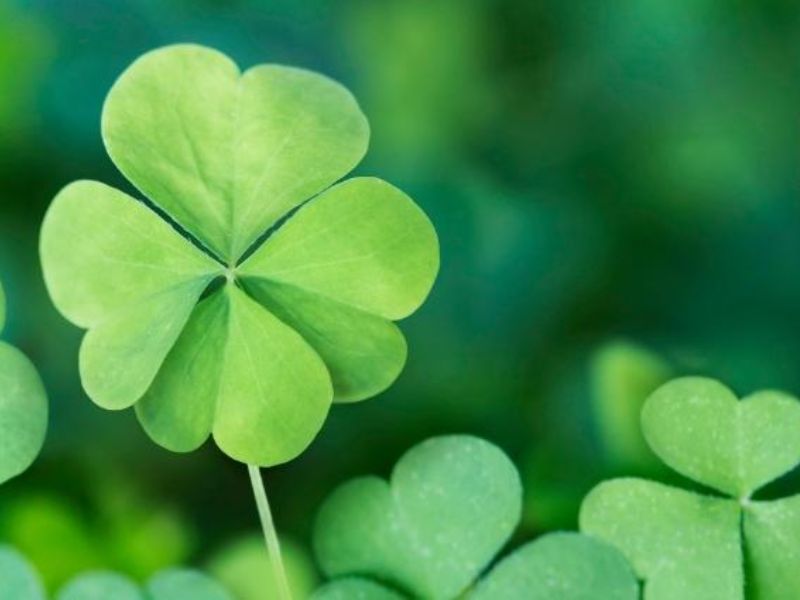 Câu chuyện nguồn gốc và các quan niệm về cỏ 4 lá