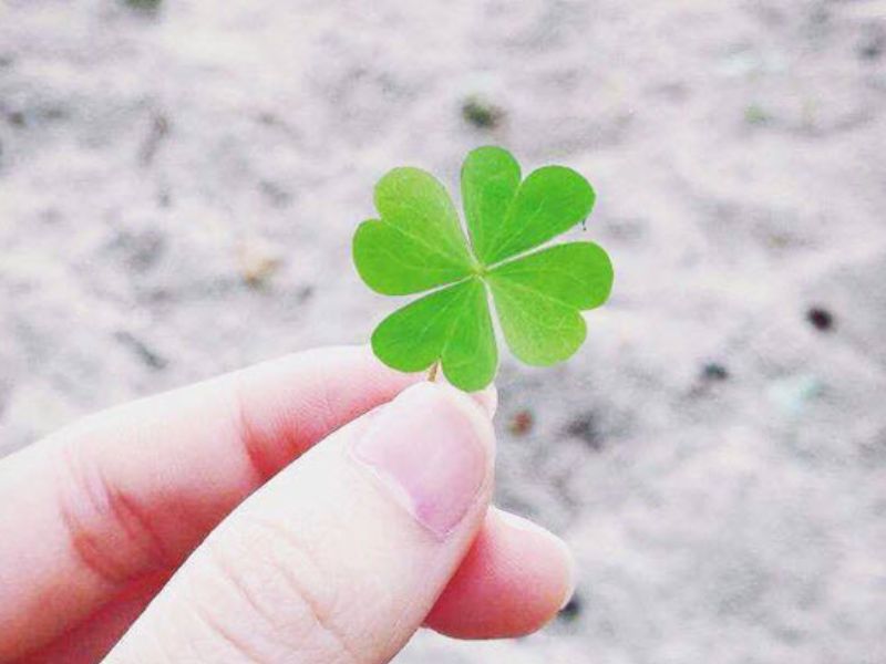 Ý nghĩa sâu sắc của cỏ bốn lá trong tình yêu