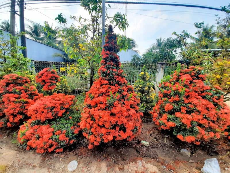 Trồng cây trước cửa nhà giúp xua đuổi tà khí ngăn chặn điều xui