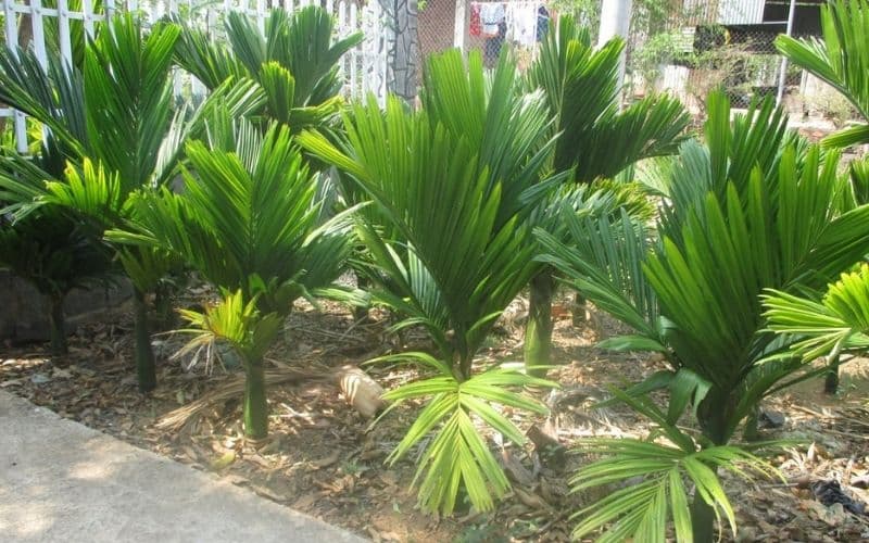 Tác dụng của cau lùn đối với đời sống hằng ngày