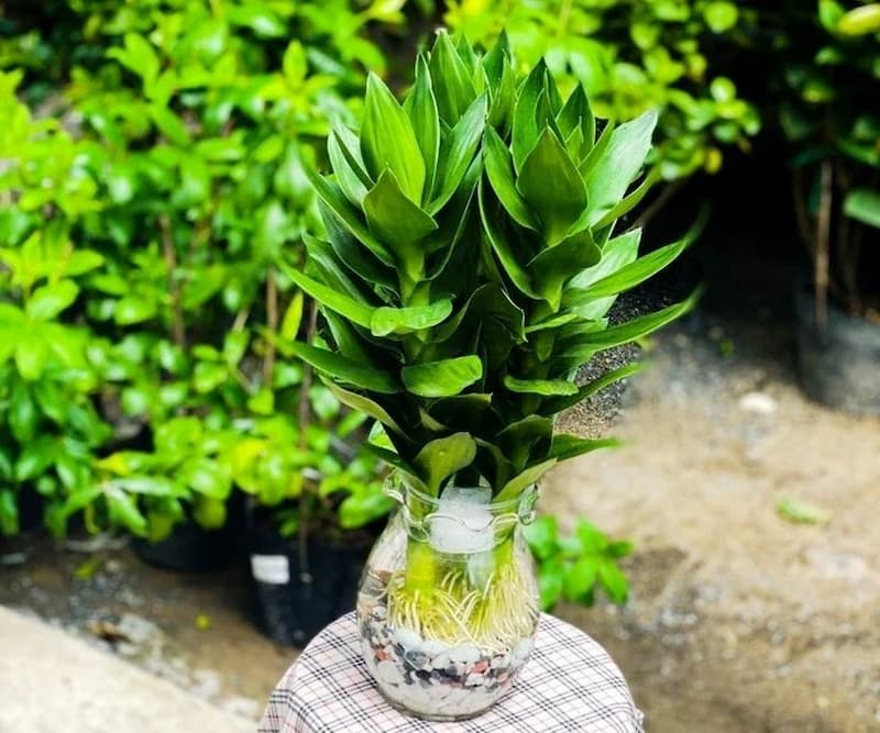 Phát tài búp sen thường có thân cây nhỏ