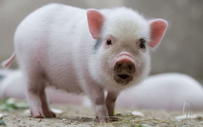 Tính cách của người thuộc mệnh Ốc Thượng Thổ