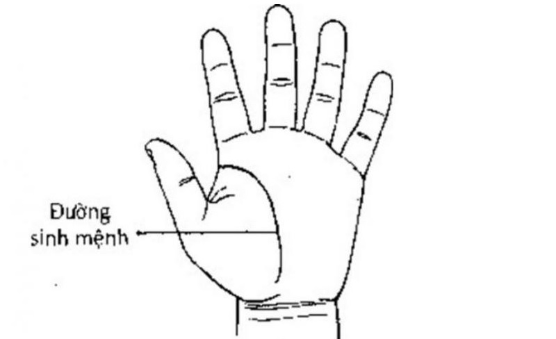 Một đường chỉ tay sinh mệnh dài thường được xem là dấu hiệu của sức khỏe tốt
