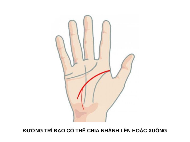 Đường trí đạo có thể chia nhánh lên hoặc xuống
