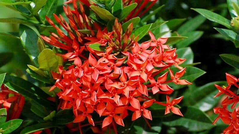 Cây cảnh này có chiều cao trung bình từ 1 - 2 mét