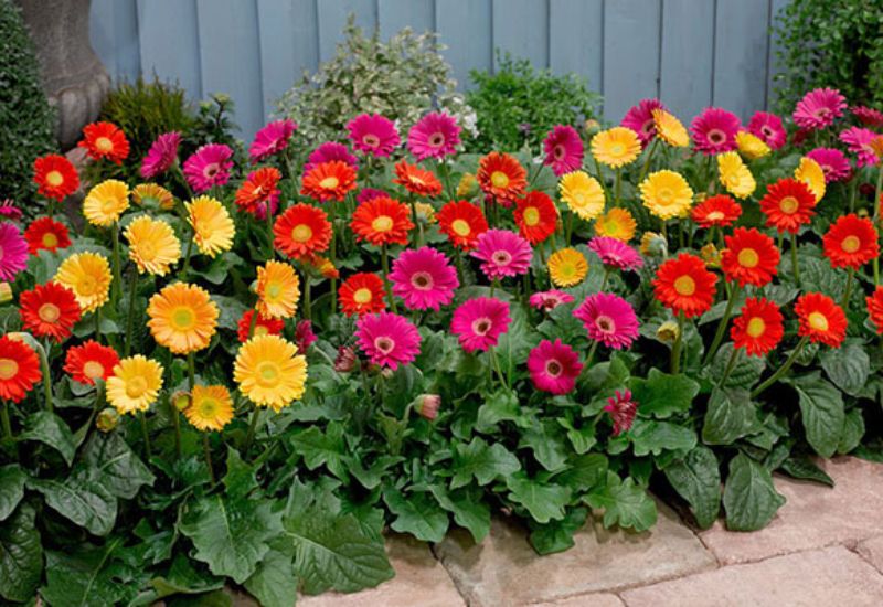 Phân loại các loại hoa khác nhau dựa trên nhiều yếu tố