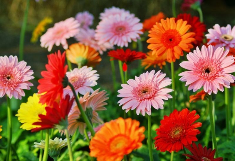 Ý nghĩa của loại hoa này trong cuộc sống